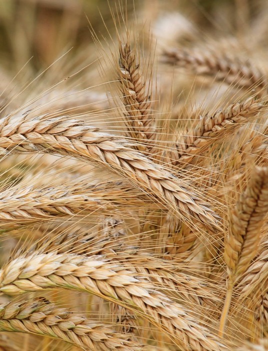 Cereal Broker - Grano duro