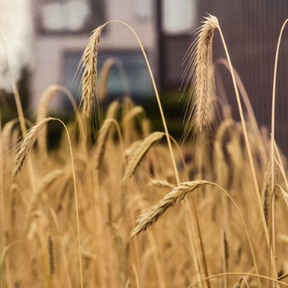 Cereal Broker your needs,<br> our target