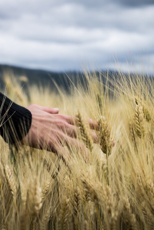 Cereal Broker - PASSIONE ED ESPERIENZA