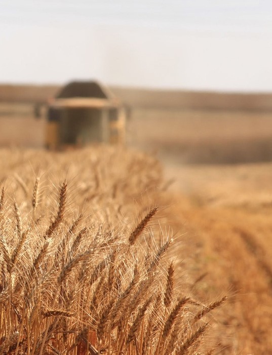 Cereal Broker - Sei un molino
